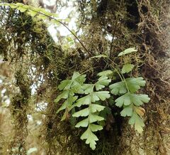 Asplenium praemorsum