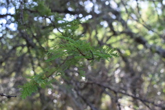 Vachellia caven