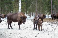 Bison bonasus
