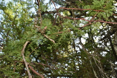 Vachellia caven