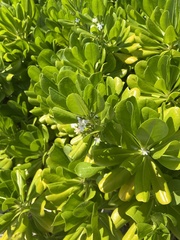 Scaevola taccada