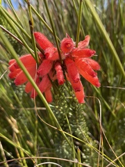 Erica cerinthoides cerinthoides