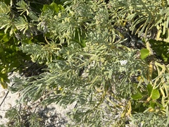 Tournefortia gnaphalodes