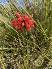 Erica cerinthoides cerinthoides