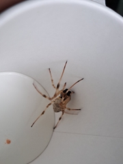 Nephilingis cruentata