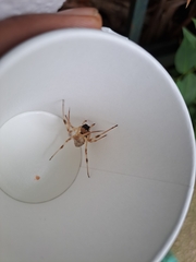 Nephilingis cruentata