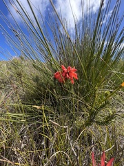Erica cerinthoides cerinthoides