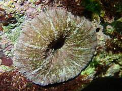 Stichodactyla tapetum