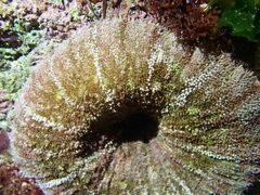 Stichodactyla tapetum