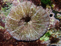 Stichodactyla tapetum