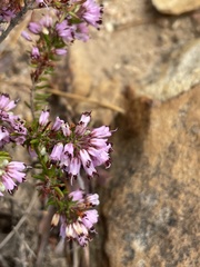 Erica nudiflora