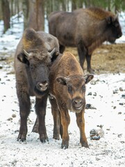 Bison bonasus