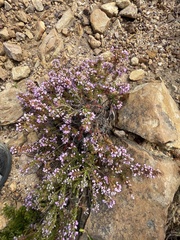 Erica nudiflora