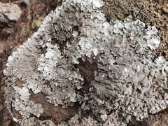 Parmelina tiliacea