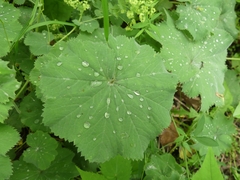 Alchemilla mollis