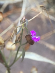 Dicliptera resupinata