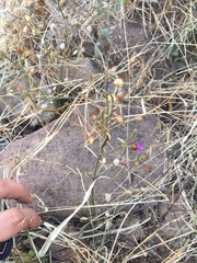 Dicliptera resupinata