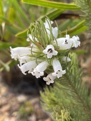 Erica viscaria