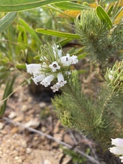 Erica viscaria