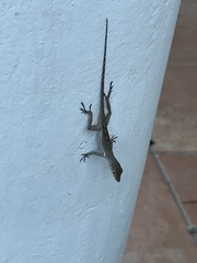 Anolis conspersus