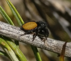 Phidippus ardens