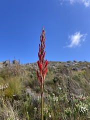 Tritoniopsis triticea