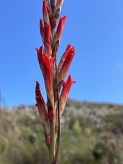 Tritoniopsis triticea