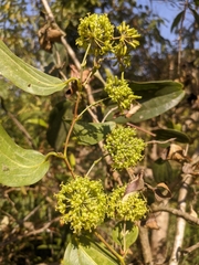 Smilax tomentosa
