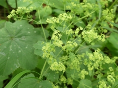 Alchemilla mollis