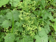 Alchemilla mollis