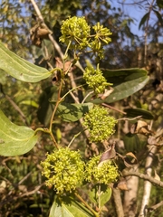 Smilax tomentosa