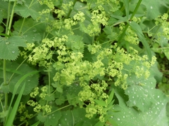 Alchemilla mollis