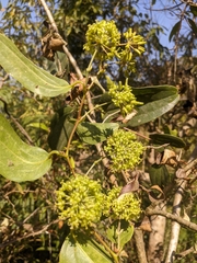 Smilax tomentosa