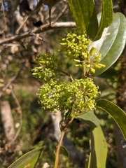Smilax tomentosa