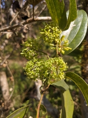 Smilax tomentosa