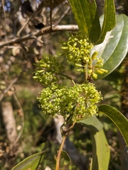 Smilax tomentosa