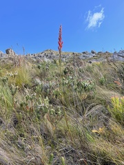 Tritoniopsis triticea