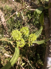 Smilax tomentosa
