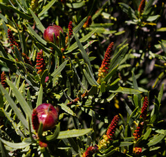 Colliguaja odorifera