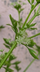 Apium graveolens