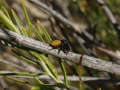 Phidippus ardens