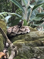 Deinagkistrodon acutus