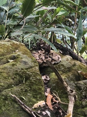 Deinagkistrodon acutus