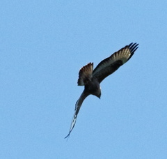 Buteo