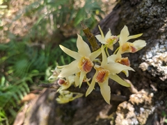 Dendrobium heterocarpum