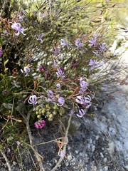 Prismatocarpus diffusus