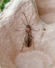 Ophion obscuratus