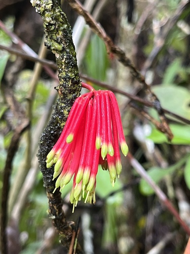 Amyema incarnatiflora observed 2023-01-19