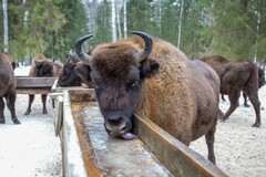 Bison bonasus