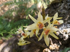 Dendrobium heterocarpum